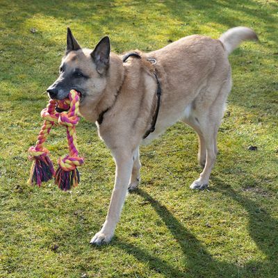 Cane con gioco da masticare in corda giallo-rosa in bocca, in piedi su un prato.