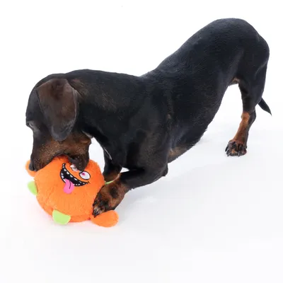 Dog playing with orange plush toy in monster shape with green accents and funny face.