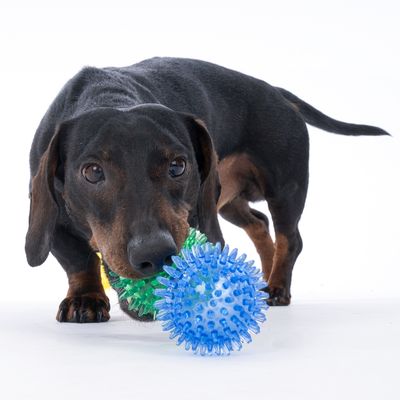 Cane che gioca con una palla a punte verde e blu in plastica.