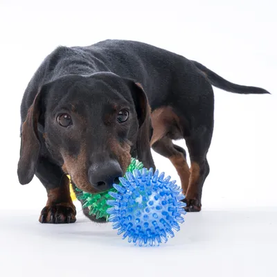 Cane che gioca con una palla a punte verde e blu in plastica.