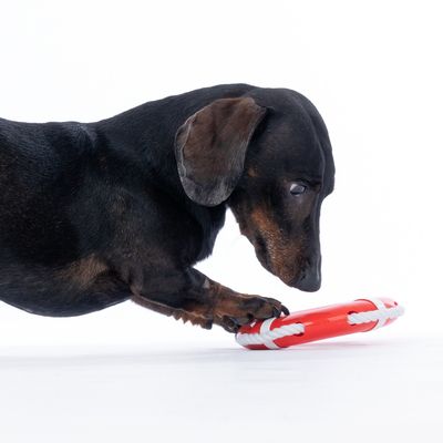 Jezevčík si hraje s červeným hračkovým kroužkem z plastu a lana.