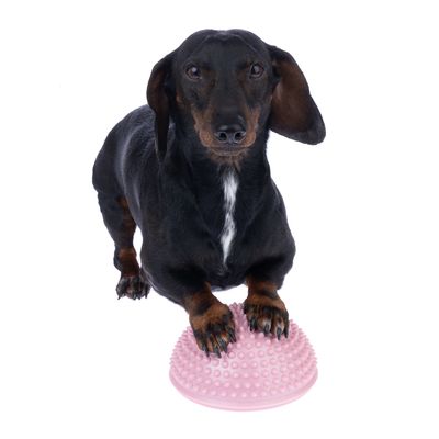 Pes s předními tlapkami na růžovém nopkovém míči, vhodný pro balanční a koordinační cvičení.