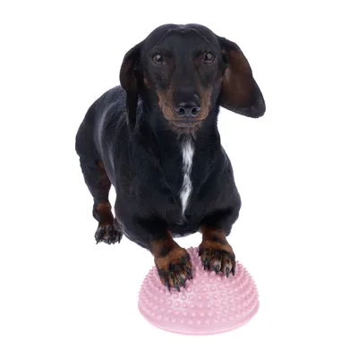 Chien noir posant ses pattes avant sur un demi-ballon rose à picots, accessoire d’entraînement ou de jeu pour animaux visible au premier plan.