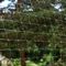 Katzennetz Rollenware, transparent 75 x 2 m