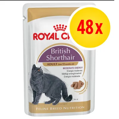British Shorthair adult food, moderate energy, adapted texture, 48 pack. For cats over 12 months old. Feline breed nutrition.