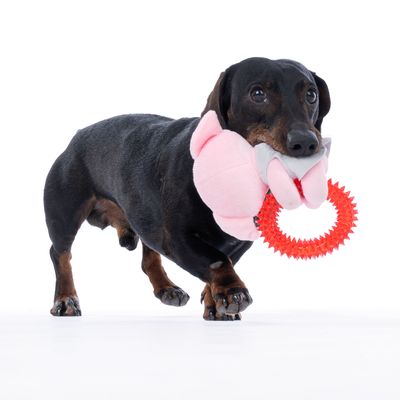 Pies trzyma w pysku zabawkę z różowego materiału i czerwony plastikowy pierścień.