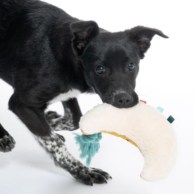 Svart hund leker med ett halvmåneformat plyschleksak med färgglada band och en turkos tofs.
