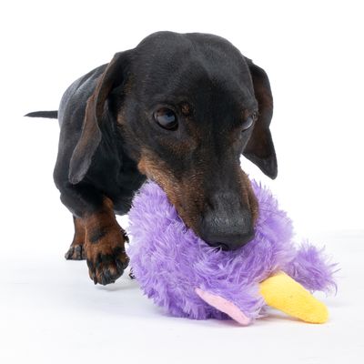 Chien teckel noir jouant avec un jouet en peluche violet et jaune, forme d’animal, sur fond blanc. Jouet en tissu visible dans la gueule du chien.