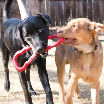Zwei Hunde spielen mit einem roten, robusten Kauspielzeug in Form eines Knotens im Garten.