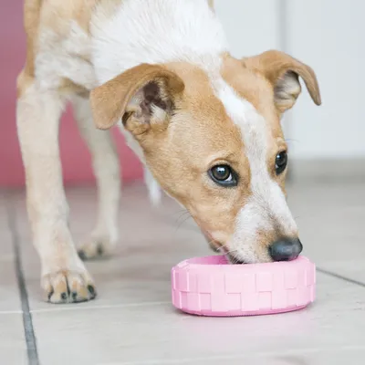 Chien blanc et marron mangeant dans une gamelle rose en plastique posée sur le sol carrelé.