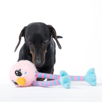 Cane nero che gioca con un peluche rosa con gambe a righe e piedi blu.