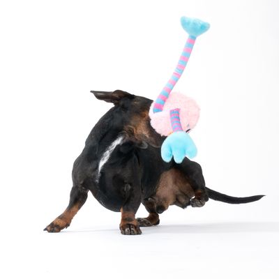Knochen Hunde Spielzeug Aus Plüsch – Mit Sound, Kau-fest, Interaktiv Für Hunde & Katzen