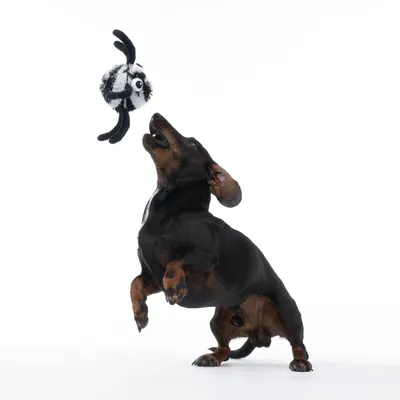 Dog jumping at a black and white plush toy with eyes and antennae. Demonstration of using a dog toy.