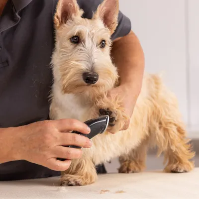 Chien à poil clair dont la patte est tondue avec une tondeuse électrique tenue par une personne, sur une table de toilettage.