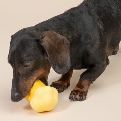 Cane che gioca con un gioco da masticare giallo a forma di osso.