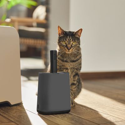 Chat tigré assis à côté d'une pelle à litière noire avec support en plastique, posée sur un sol en bois dans une pièce lumineuse.