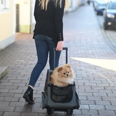 Transporttas met wieltjes en telescopische handgreep, geschikt voor kleine huisdieren. Vrouw trekt tas over stoep, hond zit voorin de tas.