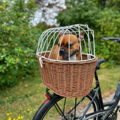 Fahrradkorb aus geflochtenem Holz mit weissem Metallgitter, montiert auf einem Fahrrad. Ein brauner Hund sitzt im Korb und schaut heraus.
