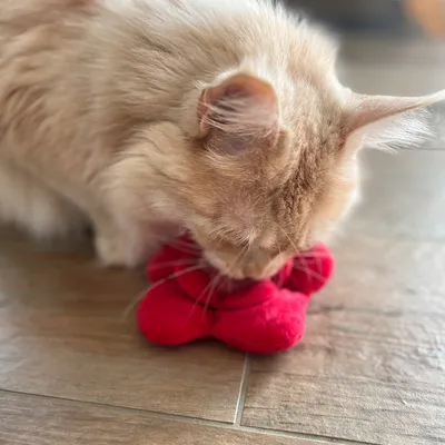 Бежова котка играе с червена платнена играчка върху дървен под.