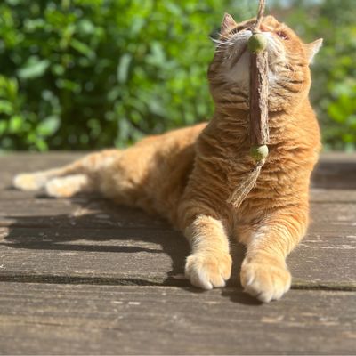 Rudy kot bawi się zabawką z drewna i sznurka, która zawiera dwie zielone kulki.