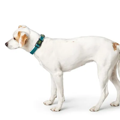 Hund med turkisfarvet halsbånd, viser pasformen og designet af halsbåndet.