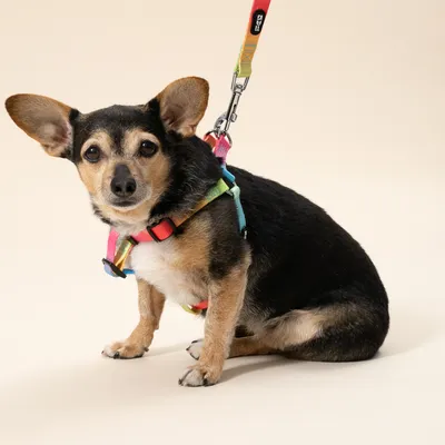 TIAKI Harnais pour chiens Rainbow - taille S : 43 - 50 cm de tour de poitrine