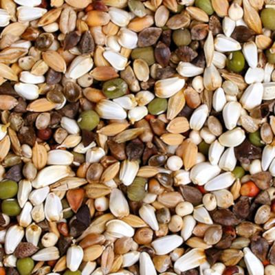 JR Farm Fresh! Semi da germogli per Pappagalli