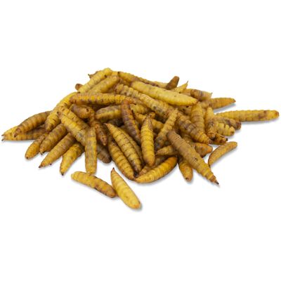 JR Farm личинки Герметия/солдатской мухи в ведёрке