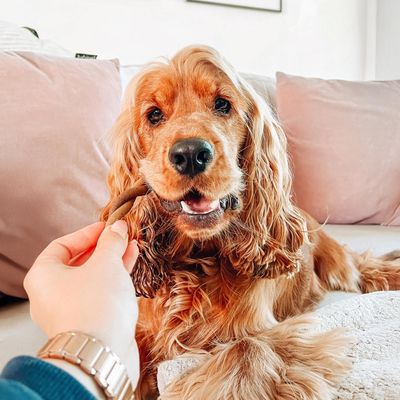 Dog receives a twisted chew snack from a person's hand, close-up on sofa.