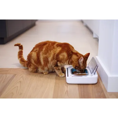 Pet eating from an automatic feeder with a transparent lid, demonstrating product use for dispensing food indoors.