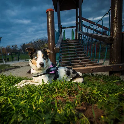 Pies w szelkach Julius-K9 leży na trawie przed drewnianą konstrukcją na placu zabaw. Widoczna nazwa marki na szelkach.
