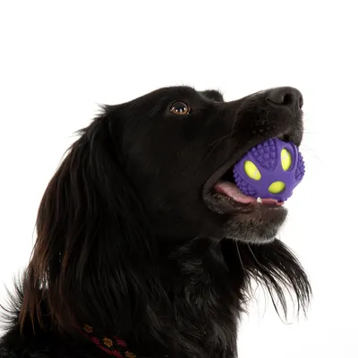 Perro negro sostiene una pelota de juego lila con detalles amarillos en la boca. La pelota tiene superficie texturizada para mejor agarre.