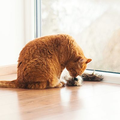 Narančasta mačka njuši igračku s umjetnim krznom na drvenom podu pored prozora.