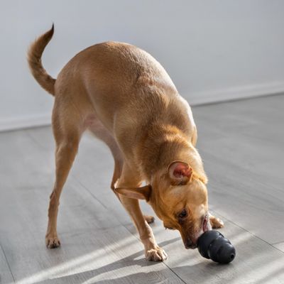 KONG Extreme Zwart