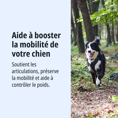Aide à améliorer la mobilité de votre chien. Soutient les articulations, préserve la souplesse et contribue au contrôle du poids.