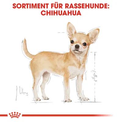 Texte en haut de l’image : SORTIMENT FÜR RASSEHUNDE: CHIHUAHUA. Illustration d’un chien chihuahua avec croquis de mesures. Texte en allemand, non traduit.