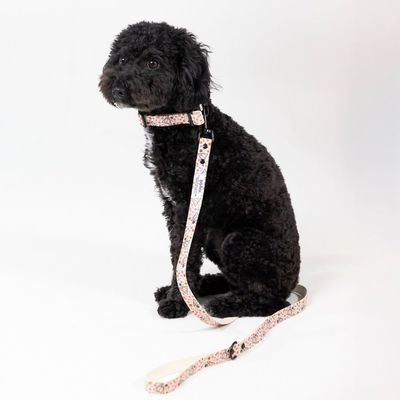 Černý pes s obojkem a vodítkem v barevném vzoru. Produkt ukazuje design a použití obojku a vodítka.