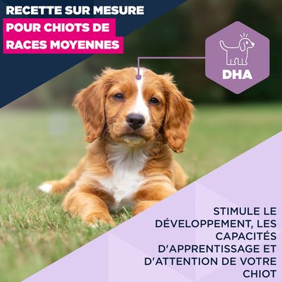 Eukanuba Premium Nutrition Puppy Medium Breed poulet 3 ou 15 kg + 100 g Adult offerts !