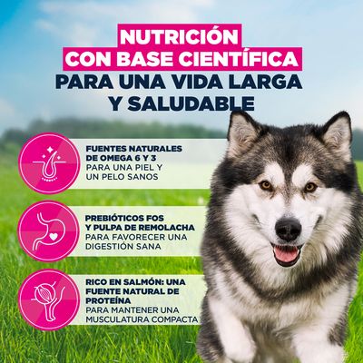 Eukanuba Premium Nutrition Adult Large & Giant Breed salmón - 12 kg