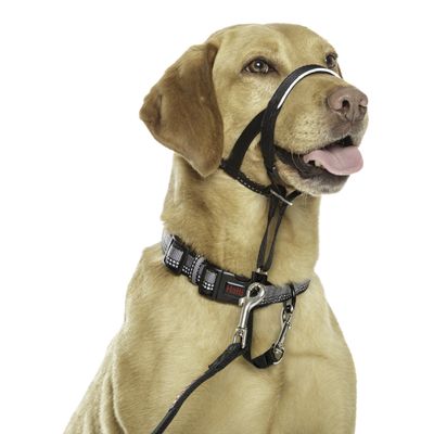 dog harness cost