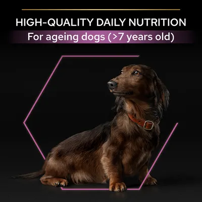 HIGH-QUALITY DAILY NUTRITION. For ageing dogs (>7 years old) text above a brown Dachshund wearing a collar, black background.