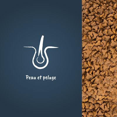 Croquettes en gros plan à droite, icône de follicule pileux et texte « Peau et pelage » à gauche. Mention visible sur l’image uniquement.