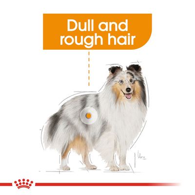 Royal Canin Coat Care консервирана храна, 85g, за кучета с безжизнена и суха козина. Подходяща за всички размери.