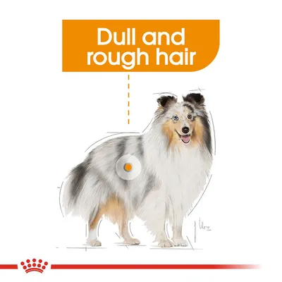 Ilustracja psa z angielskim napisem „Dull and rough hair” wskazującym na matową i szorstką sierść. Wyróżnione miejsce na sierści psa.