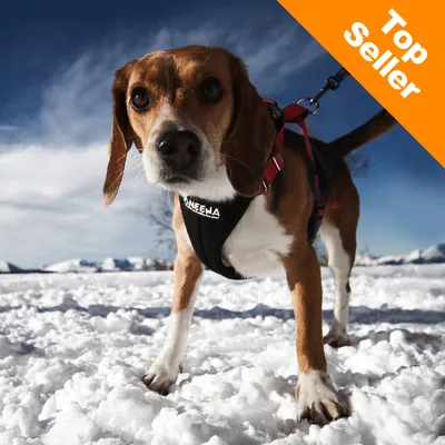 Hund med sort sele mærket 'NEEWA' og rød line står i sne. Øverst hjørne: orange felt med teksten 'Top Seller'.