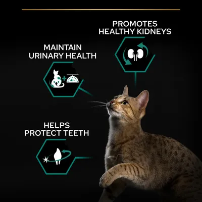 Text på engelska: Maintain urinary health, promotes healthy kidneys, helps protect teeth. Illustrationer av katt, njurar och tand samt en brunprickig katt i förgrunden.