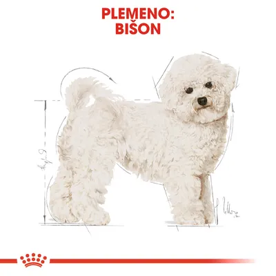 Ilustrácia psa s textom: Plemeno: Bišon. Biela kučeravá srsť, anatomické náčrty okolo postavy psa.