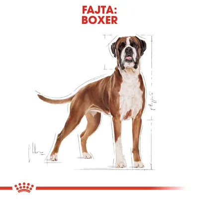 Fajta: Boxer felirat, illusztráció egy barna-fehér boxer kutyáról méretvonalakkal.
