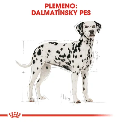 Plemeno: dalmatínsky pes. Ilustrácia psa s čiernymi škvrnami na bielom tele, technické náčrty okolo postavy.