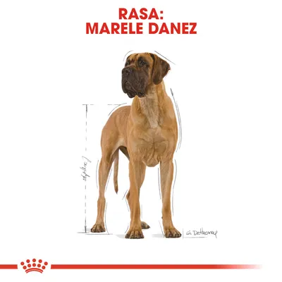 Câine din rasa Marele Danez, cu text vizibil deasupra: RASA: MARELE DANEZ. Linii de schiță indică proporțiile corpului.